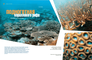 кораллового рифа