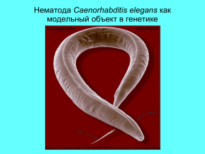 Сaenorhabditis elegans модельный объект в генетике