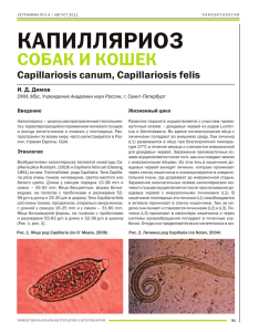 КАПИЛЛЯРИОЗ СОБАК И КОШЕК Capillariosis canum, Capillariosis felis И. Д. Димов