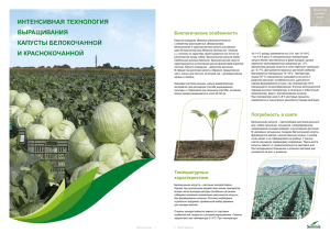 интенсивная технология выращивания капусты белокочанной