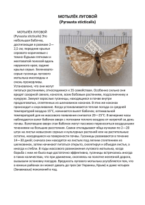 Информация о бабочках лугового мотылька