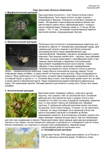 Паук крестовик (Araneus diadematus) 1. Морфологический критерий.