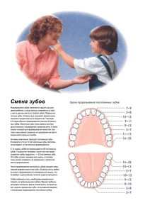 Смена зубов Сроки прорезывания постоянных зубов