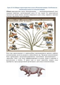Урок 43-44 Общая характеристика класса Млекопитающие