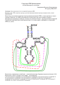 Структура тРНК фенилаланина из Saccharomyces cerevisiae