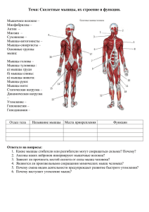 Тема: Скелетные мышцы, их строение и функции