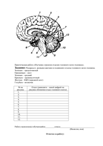 Изучение строения отделов головного мозга человека