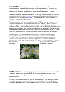 РОМАШКИ (Matricária) - род цветковых растений, относится к