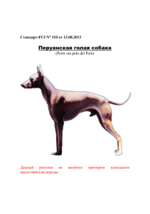 Перуанская голая собака Стандарт-FCI N° 310 от 13.08.2013