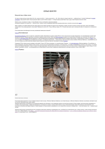 Западный серый кенгуру с детёнышем