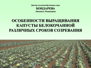 Особенности выращивания капусты белокочанной различных