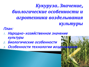 . , Кукуруза Значение