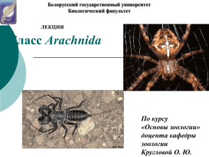 Класс Arachnida - Биологический факультет