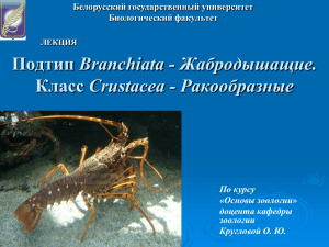 Branchiata - Жабродышащие. Crustacea - Ракообразные По курсу «Основы зоологии»