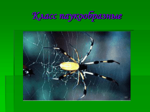 Класс паукообразные