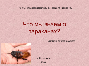 Что мы знаем о тараканах?