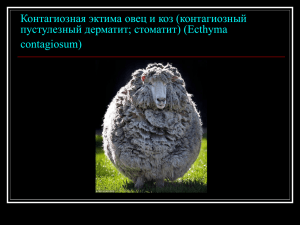 Контагиозная эктима овец и коз (контагиозный пустулезный дерматит; стоматит) (Ecthyma contagiosum)