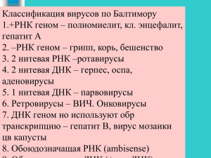 Классификация вирусов по Балтимору 1.+РНК геном – полиомиелит, кл. энцефалит, гепатит А