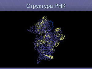 Структура РНК