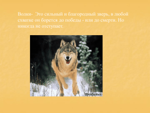 Волки- Это сильный и благородный зверь, в любой никогда не отступает.