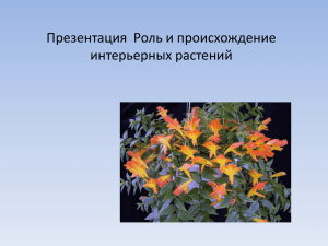 Презентация Роль и происхождение интерьерных растений