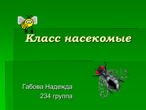 Класс насекомые Габова Надежда 234 группа