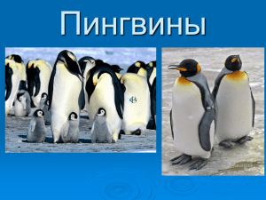 Пингвины - art.ioso.ru, 2009