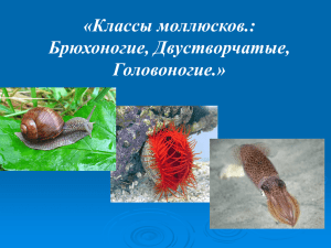 «Классы моллюсков.: Брюхоногие, Двустворчатые, Головоногие.»