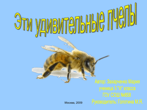 Пчела - art.ioso.ru, 2009