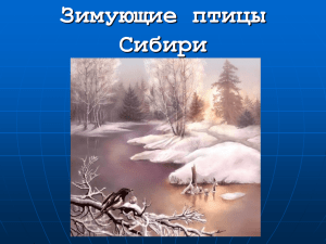 Зимующие птицы Сибири