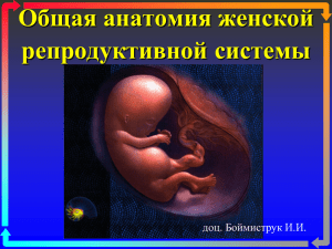 Общая анатомия женской репродуктивной системы