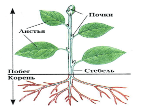 Виды стеблей по направлению и характеру роста: прямостоячие