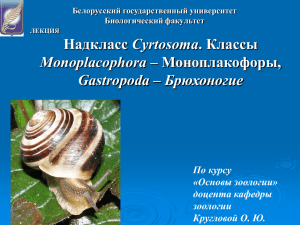 Надкласс Cyrtosoma - Биологический факультет