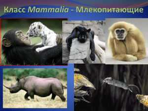 Класс Млекопитающиеы