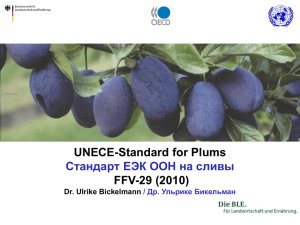 UNECE-Standard for Plums FFV-29 (2010) Стандарт ЕЭК ООН на сливы Dr. Ulrike Bickelmann