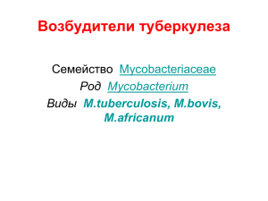 Возбудители туберкулеза Семейство Mycobacteriaceae Род