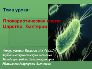 Прокариотическая клетка Царство бактерии Автор
