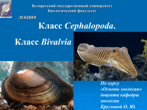 Класс Cephalopoda - Биологический факультет
