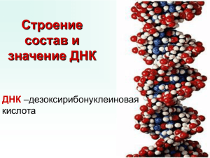Дезоксирибонуклеиновая кислота — ДНК.