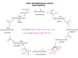 Цикл трикарбоновых кислот (цикл Кребса)