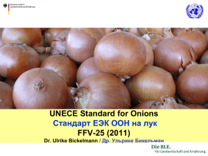 UNECE Standard for Onions FFV-25 (2011) Стандарт ЕЭК ООН на лук