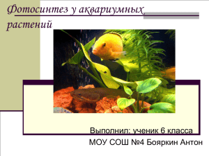 Фотосинтез у аквариумных растений