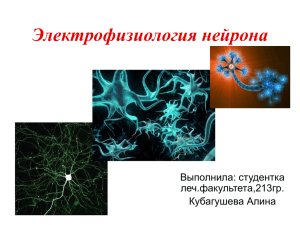 Электрофизиология нейрона