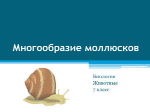 Многообразие Моллюсков