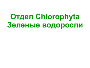 Отдел Chlorophyta Зеленые водоросли