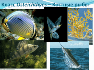Класс Osteichtyes – Костные рыбы