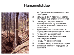 Hamamelididae