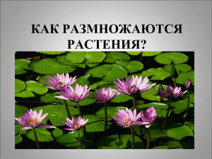 как размножаются растения?