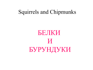 Белки и бурундуки - на русском и английском