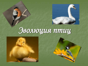 Эволюция птиц